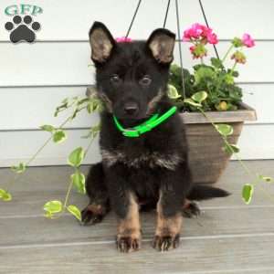 Inez, German Shepherd Puppy