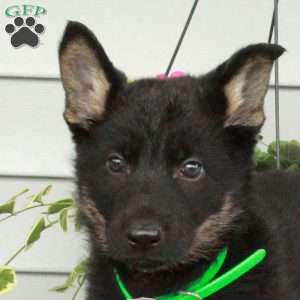 Inez, German Shepherd Puppy
