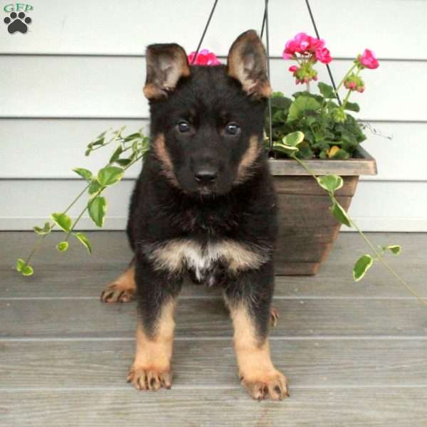 Ingrid, German Shepherd Puppy