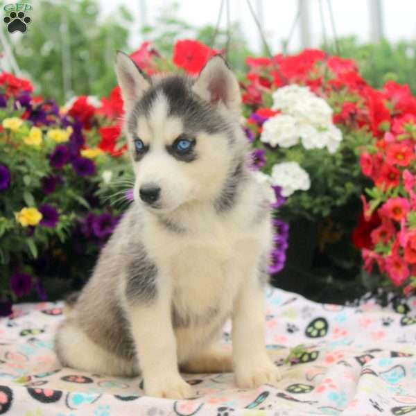 Ingrid, Siberian Husky Puppy