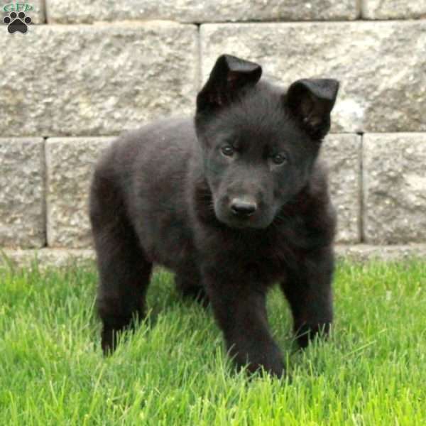 Ingrid, German Shepherd Puppy