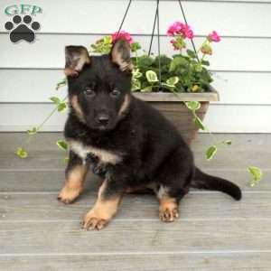 Ingrid, German Shepherd Puppy