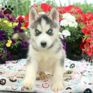 Ingrid, Siberian Husky Puppy