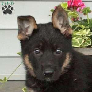 Ingrid, German Shepherd Puppy