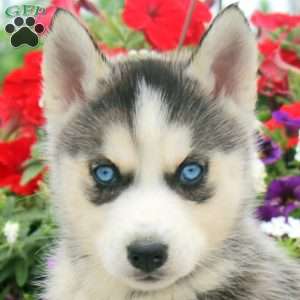 Ingrid, Siberian Husky Puppy