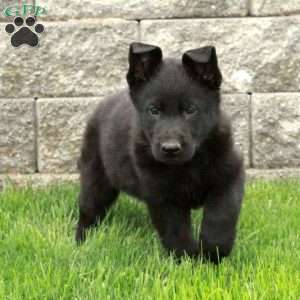 Ingrid, German Shepherd Puppy