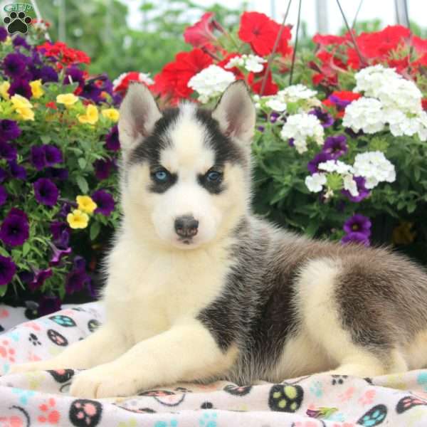 Ira, Siberian Husky Puppy