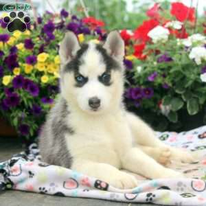 Ira, Siberian Husky Puppy