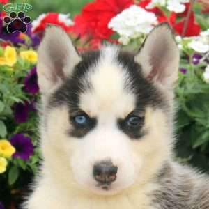 Ira, Siberian Husky Puppy