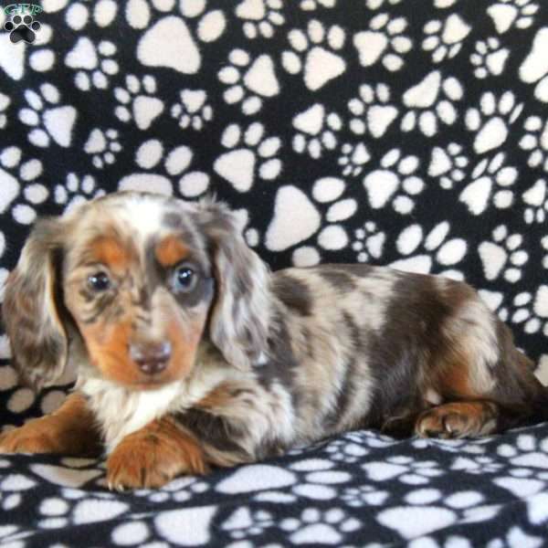 Irene – Mini, Dachshund Puppy