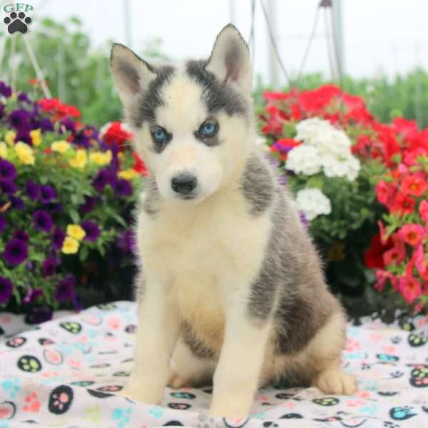 Iris, Siberian Husky Puppy