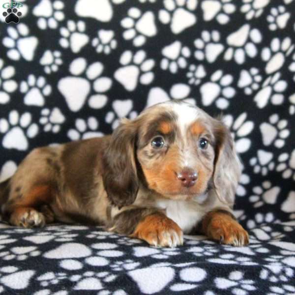 Iris – Mini, Dachshund Puppy