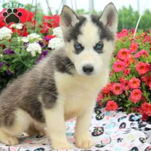 Iris, Siberian Husky Puppy
