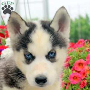 Iris, Siberian Husky Puppy
