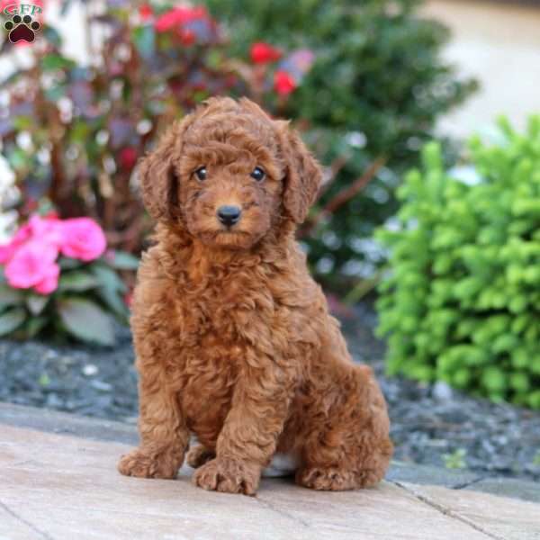Irvin, Miniature Poodle Puppy