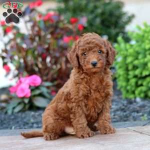 Irvin, Miniature Poodle Puppy
