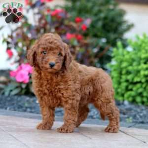 Irvin, Miniature Poodle Puppy