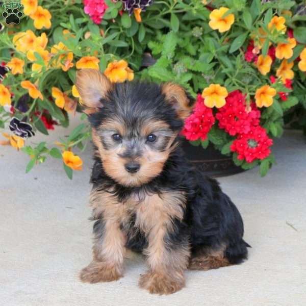 Isaac, Yorkie Puppy