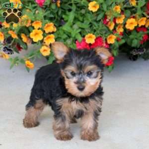 Isaac, Yorkie Puppy