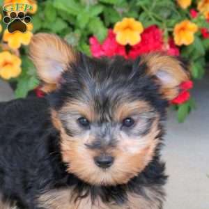 Isaac, Yorkie Puppy