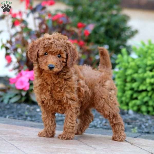 Isaac, Miniature Poodle Puppy