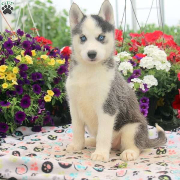 Isabel, Siberian Husky Puppy