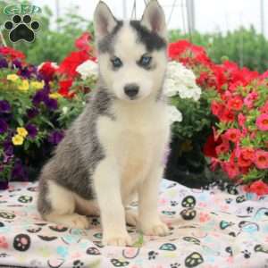 Isabel, Siberian Husky Puppy