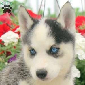 Isabel, Siberian Husky Puppy