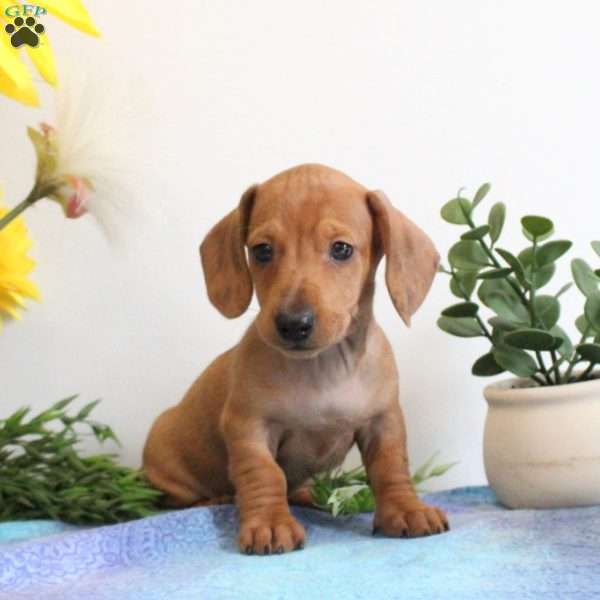 Isaiah-Mini, Dachshund Puppy