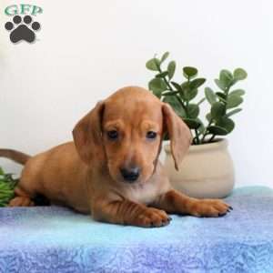 Isaiah-Mini, Dachshund Puppy