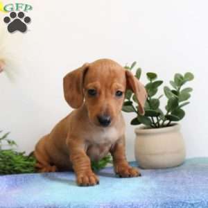 Isaiah-Mini, Dachshund Puppy