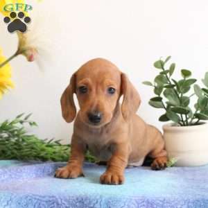 Isaiah-Mini, Dachshund Puppy