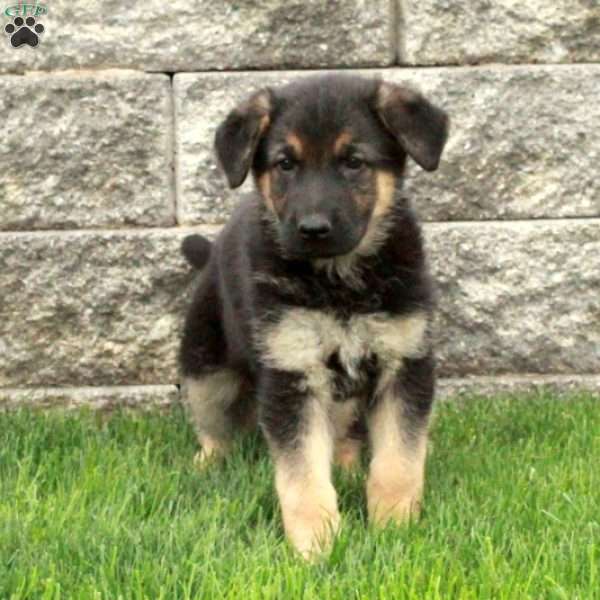 Isla, German Shepherd Puppy