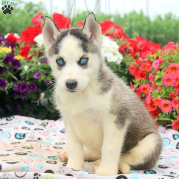 Isla, Siberian Husky Puppy