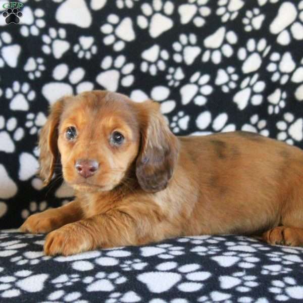 Isla – Mini, Dachshund Puppy