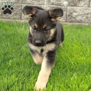 Isla, German Shepherd Puppy