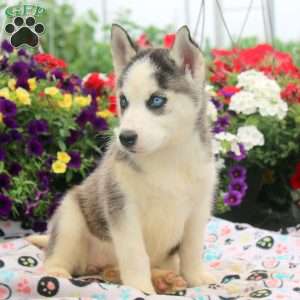 Isla, Siberian Husky Puppy