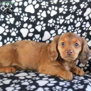 Isla – Mini, Dachshund Puppy