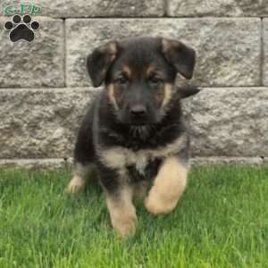 Isla, German Shepherd Puppy