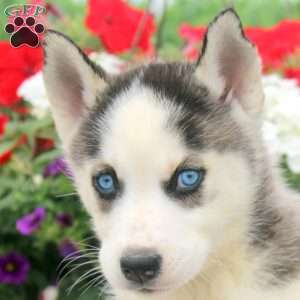 Isla, Siberian Husky Puppy