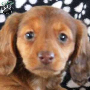 Isla – Mini, Dachshund Puppy