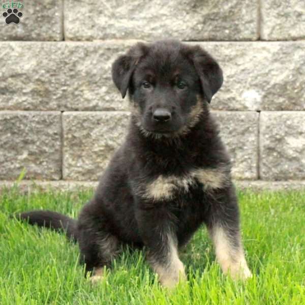 Ivan, German Shepherd Puppy