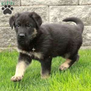 Ivan, German Shepherd Puppy