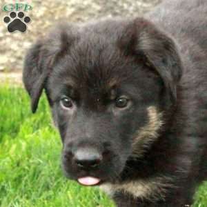 Ivan, German Shepherd Puppy
