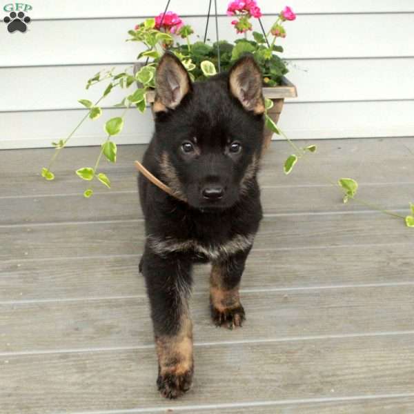 Ivy, German Shepherd Puppy