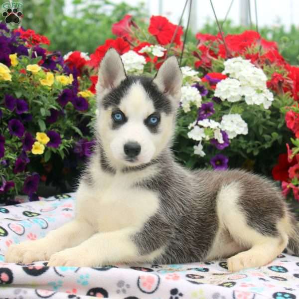 Ivy, Siberian Husky Puppy