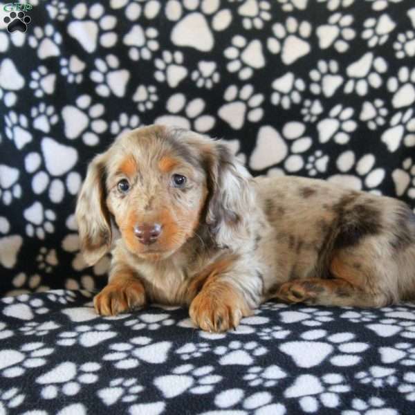 Ivy – Mini, Dachshund Puppy
