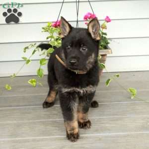Ivy, German Shepherd Puppy