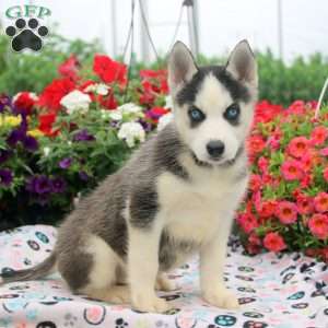 Ivy, Siberian Husky Puppy