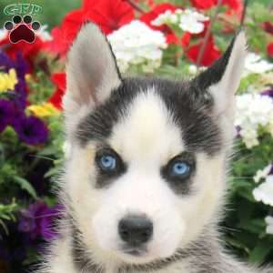 Ivy, Siberian Husky Puppy